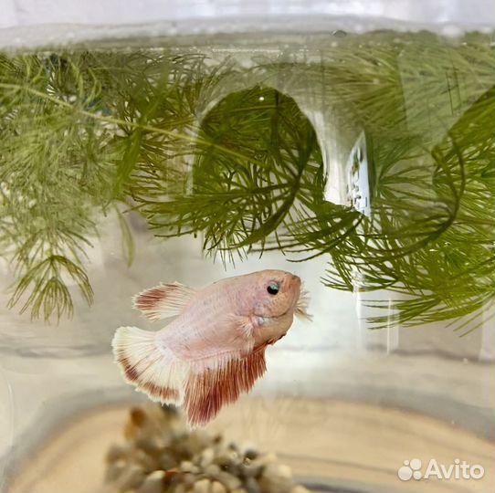 Рыбка петушок самка