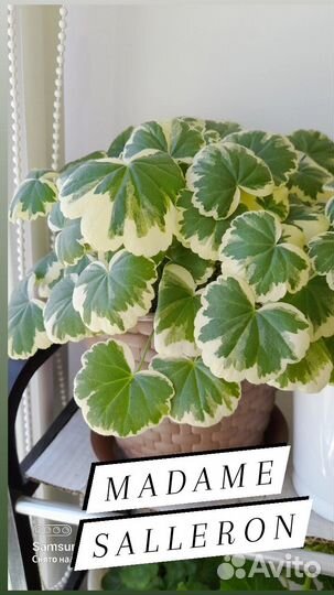 Пеларгонии сортовые