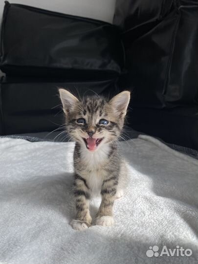 Котенок мальчик до 2х мес