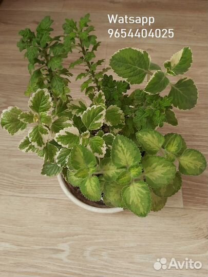 Комнатные ароматные растения Подробности в тексте