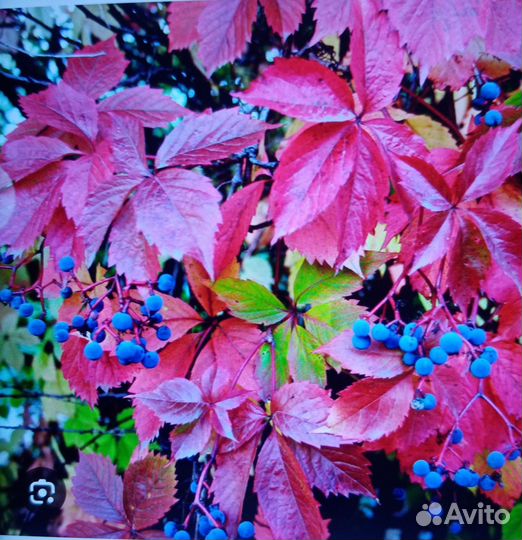 Девичий виноград