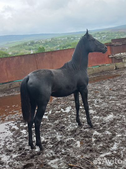 Лошадь жеребчик