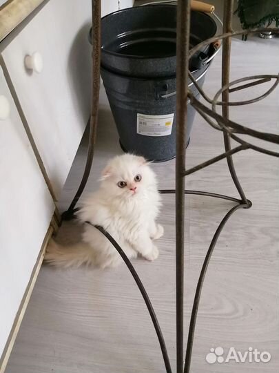 Котята хайленд фолд
