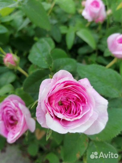 Кустовые розы саженцы
