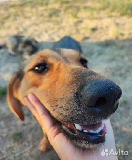 Собака в добрые руки отдам бесплатно