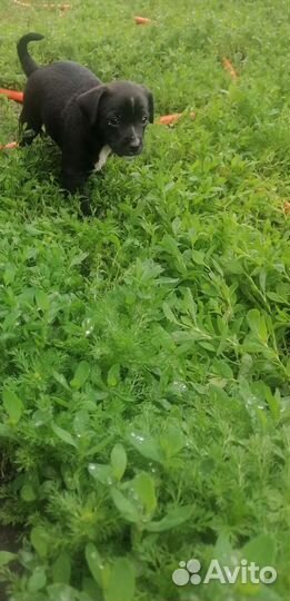 Щенки, пинчер со спаниелем