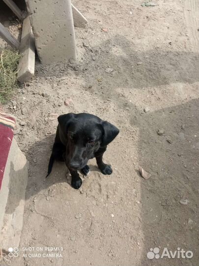 Отдам лабрадора