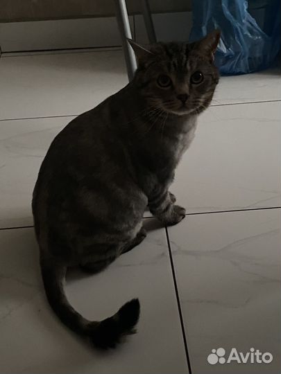 Кастрированный кот