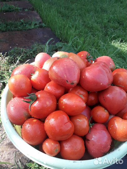 Помидоры