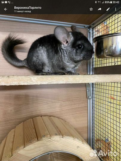 Шиншилла черный бархат носитель ангоры,нс,нф,6