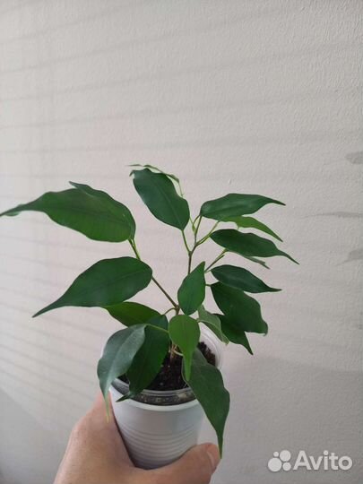 Фикус бенджамина