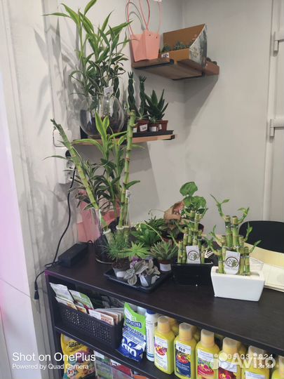 Комнатные домашние растения большие цветы