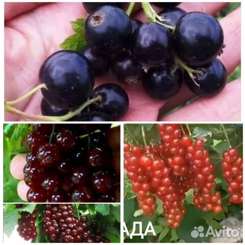 Смородина, крыжовник, жимолость