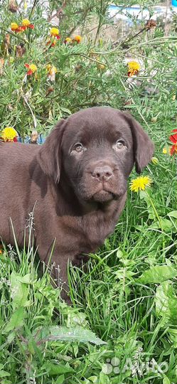 Лабрадор ретривер