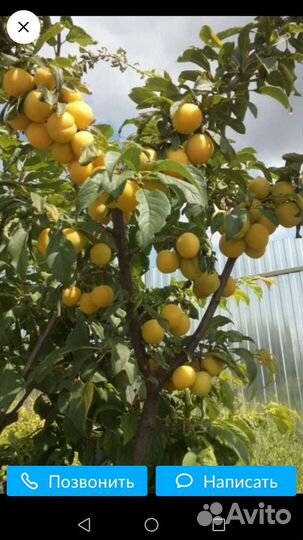 Саженцы Алыча. Вишня.Слива