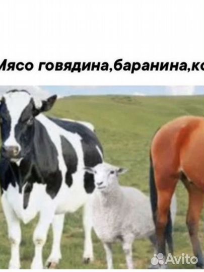С/х животные крс