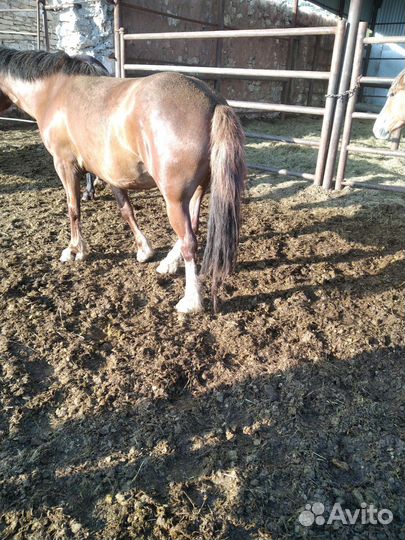 Лошади и курдючные барашки