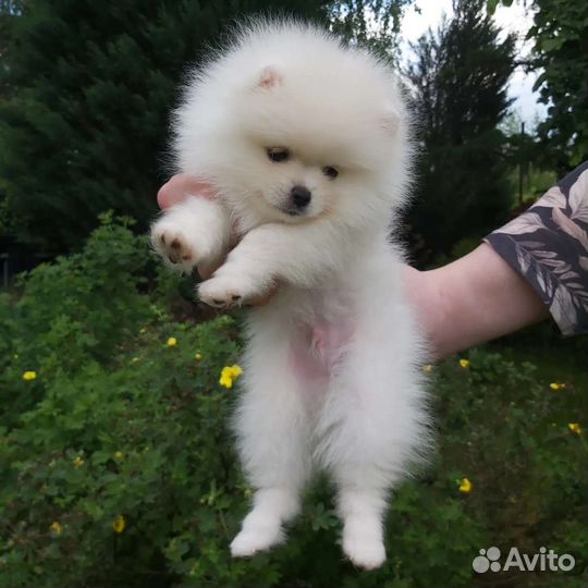 Померанский шпиц микро мальчик девочка белый