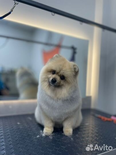 Лютый грумер симферополь