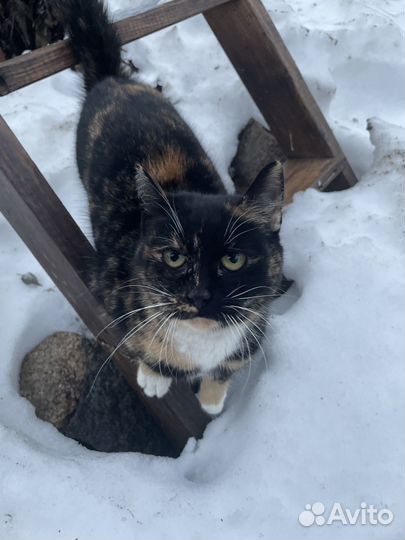 Найдена кошка