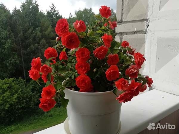 Бальзамины, бегония вечноцветущая