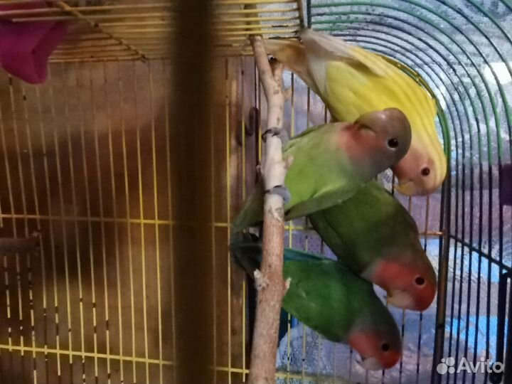 Птенцы неразлучника