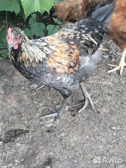 Продаются петушки. Родились в начале апреля