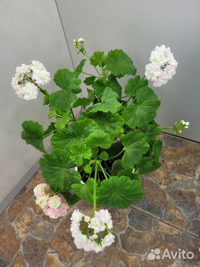 Пеларгония герань сортовая