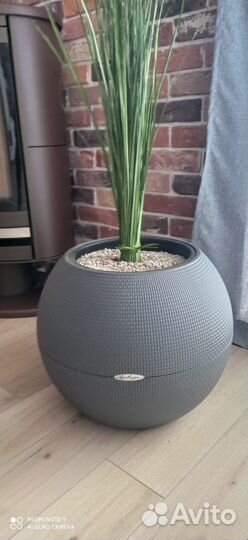 Кашпо (Германия)