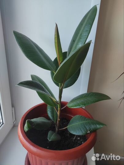 Фикус каучуконосный