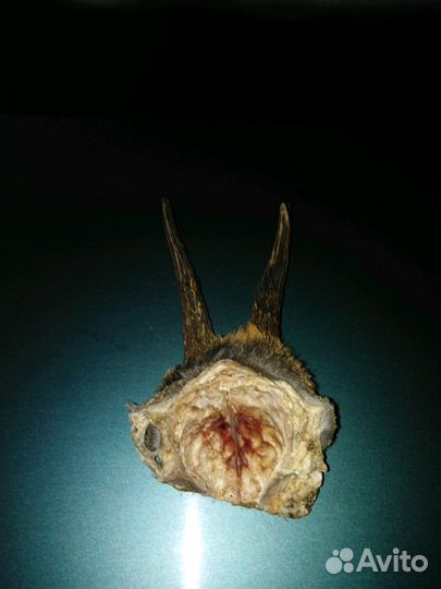 Рога косули