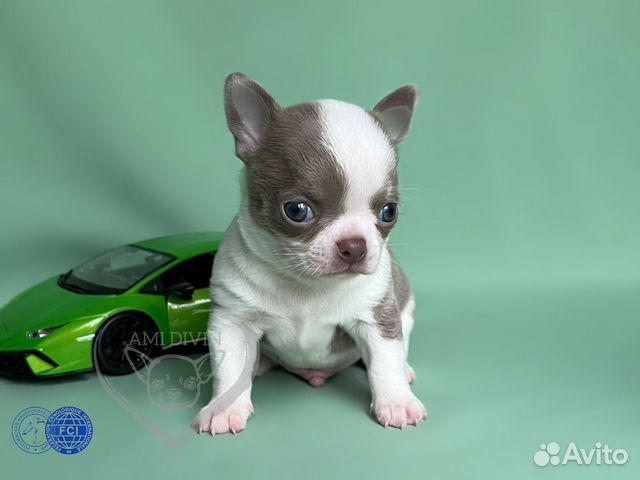 ChihuaClub::Puppies