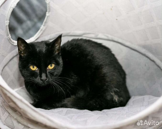 Черная Кошка По имени Салли