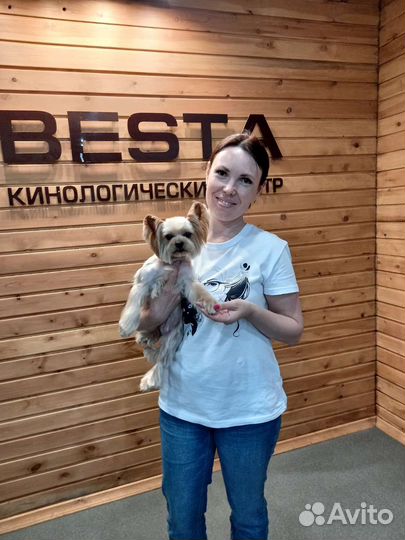 Стрижка собак и кошек