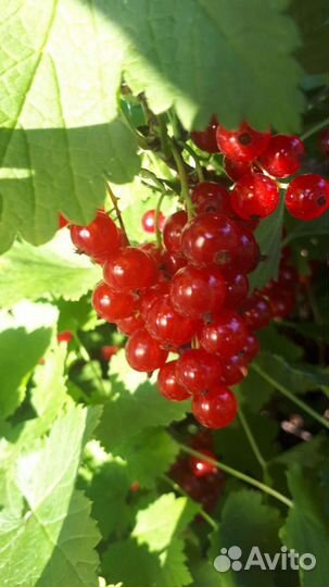 Красная смородина саженцы