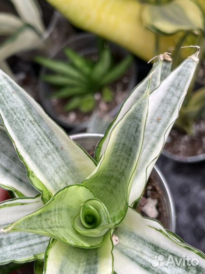 Сансевиерия вариегатная Gabriella White