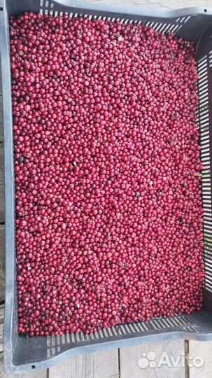 Брусника ягода свежая