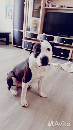 Пит буль терьер