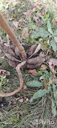 Клубни гергины