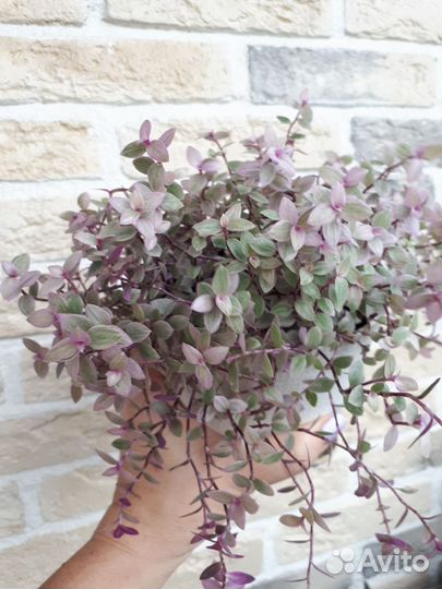 Каллизия Пинк леди, Бьянка, Грин