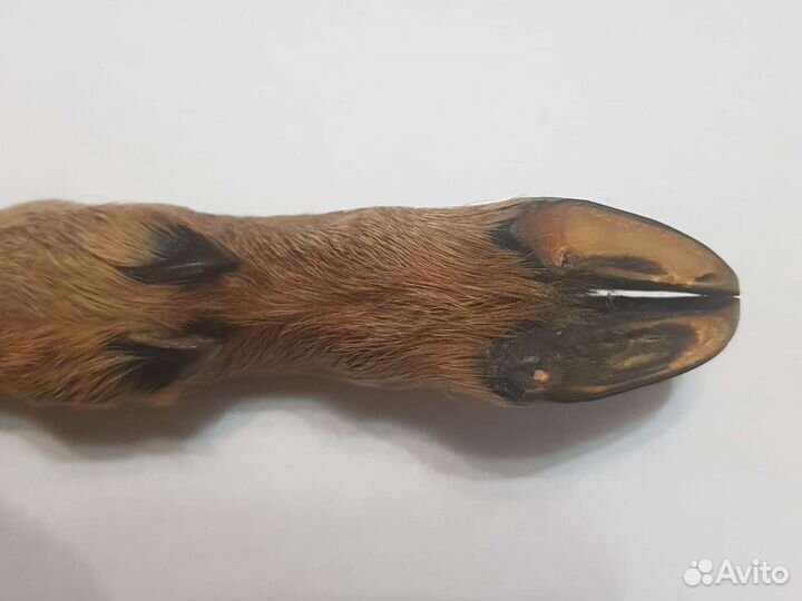 Открывашка с ручкой из копыта косули