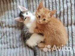Котята мейн-кун метис
