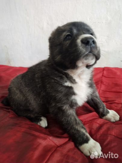 Щенки алабая