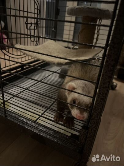 Хорек мальчик