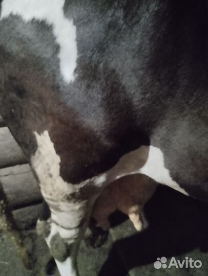 Корова дойная