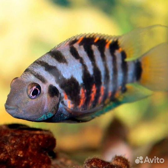 Рыбки Циклиды