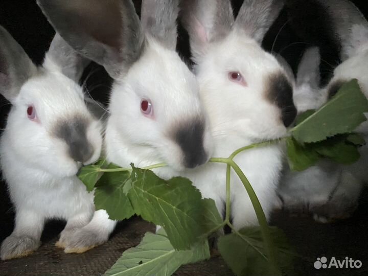 Кролики калифорнийцы