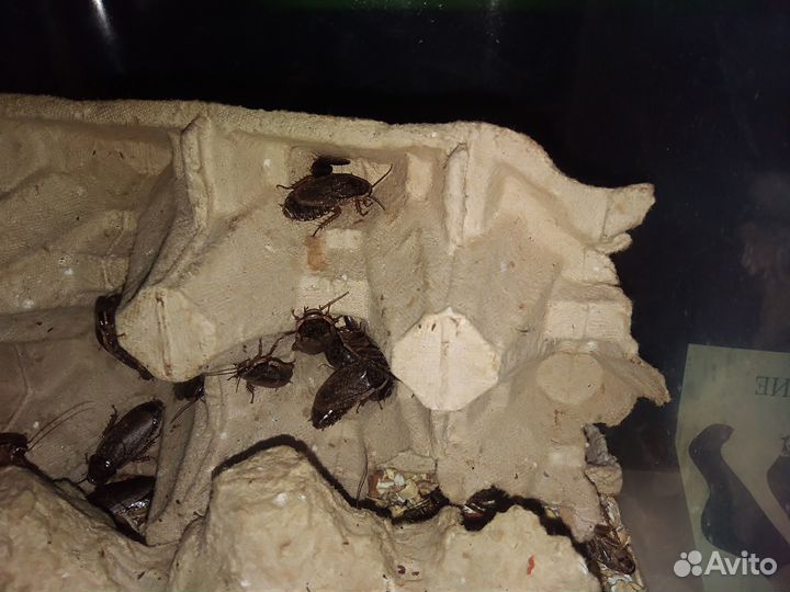 Тараканы, зофобас