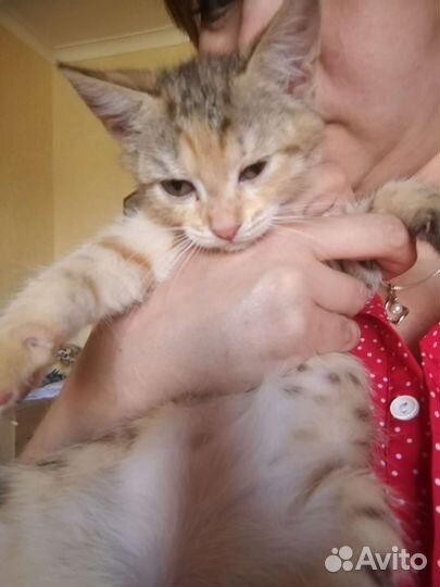 Кошка в дар