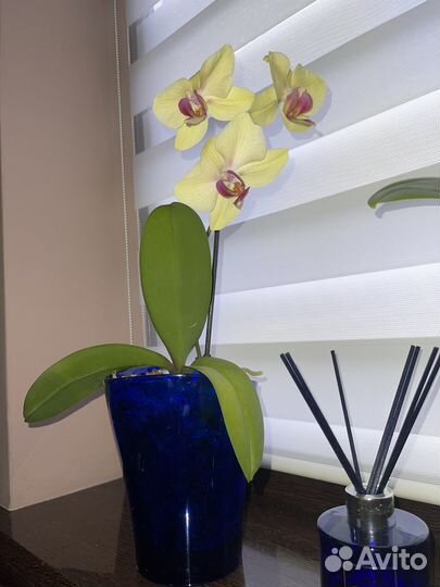 Орхидея фаленопсис